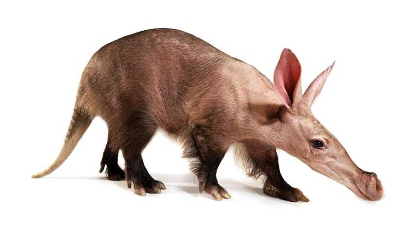 Ubuntu 17.10 Artful Aardvark