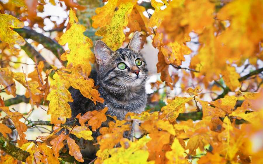 Animals in Autumn