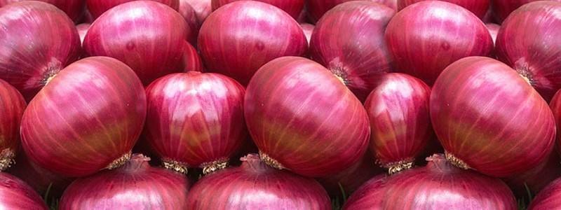 OnionFruit,onionfruit connect,download onion fruit,onionfruit connect download,iguru