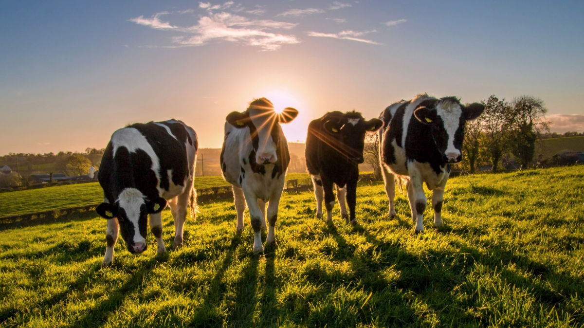 field with cows