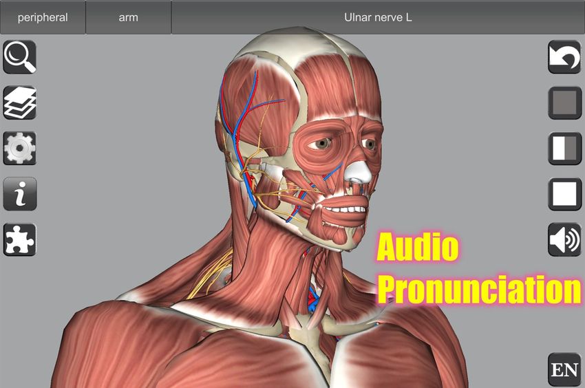 3d bones and organs