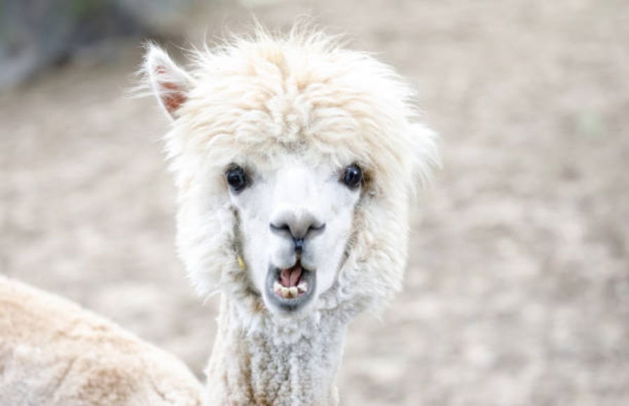 alpaca