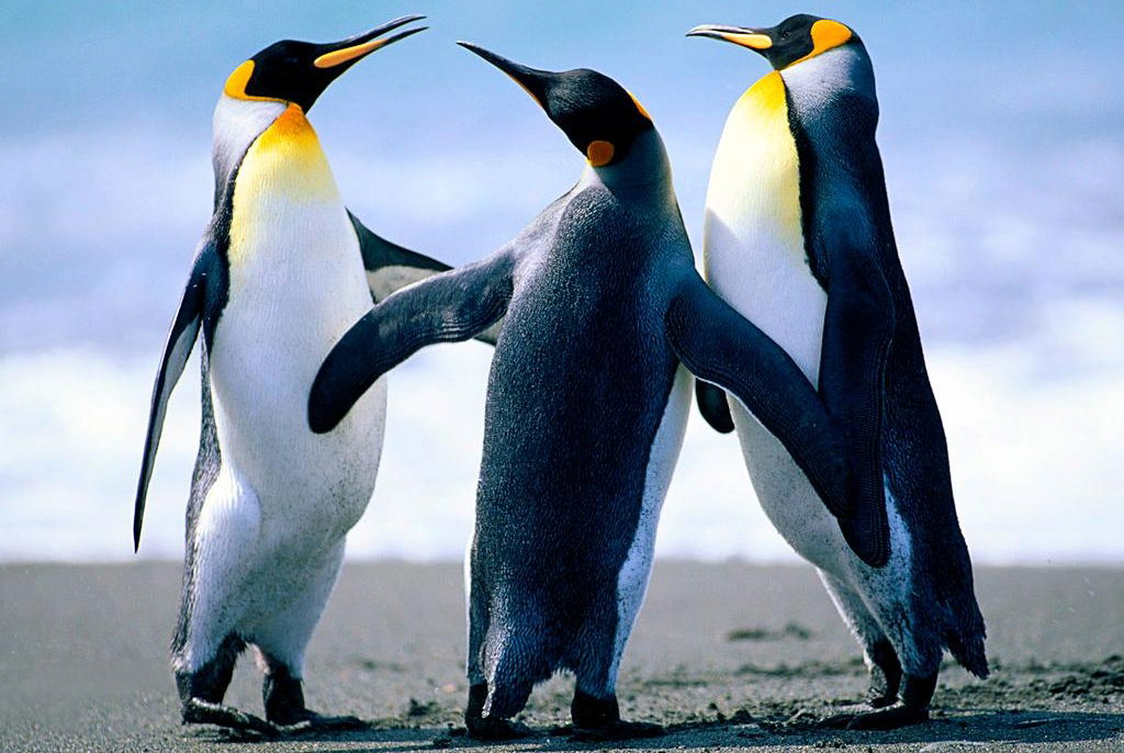 penguins