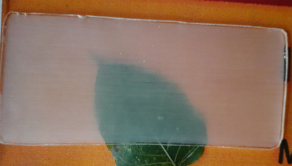 transparent wood