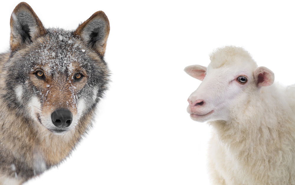 wolf sheep