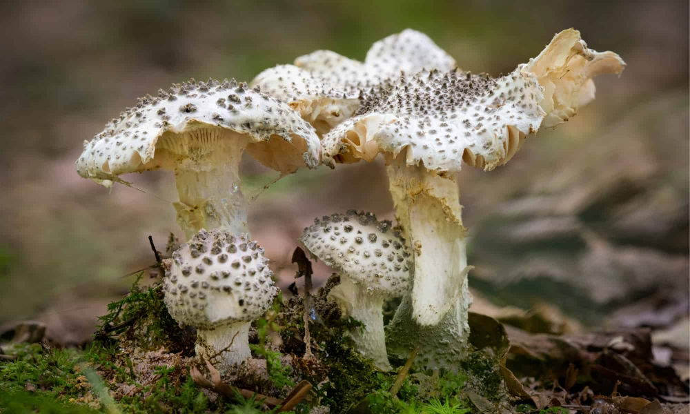 amanita abrupta