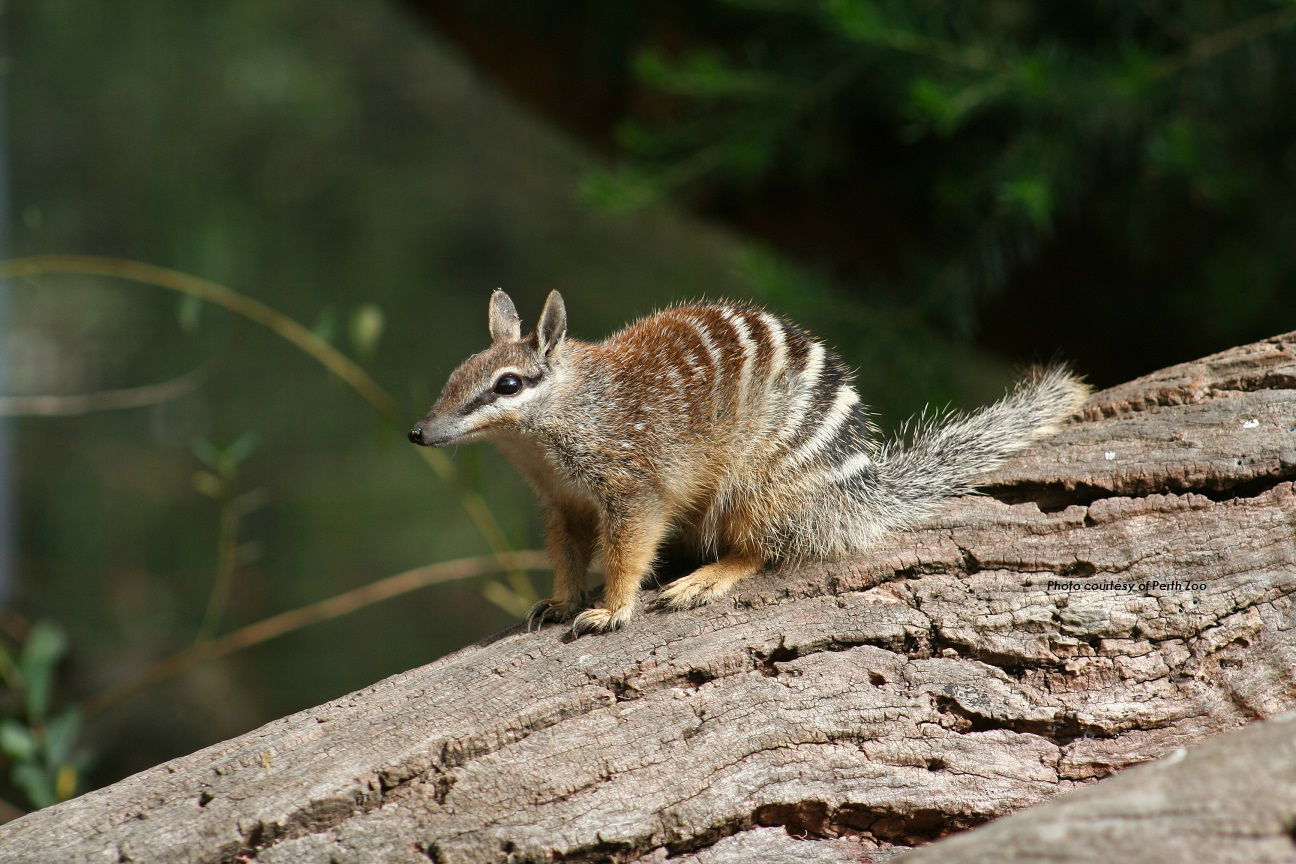 noble numbat