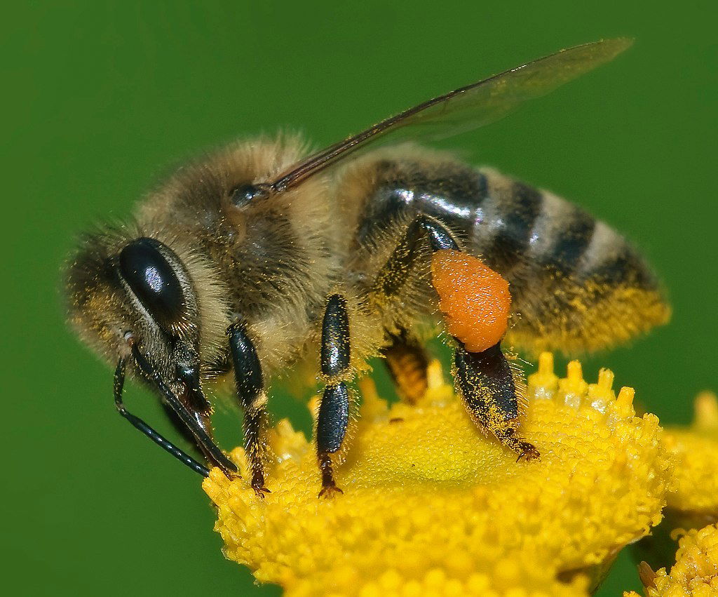 apis mellifera western honey bee